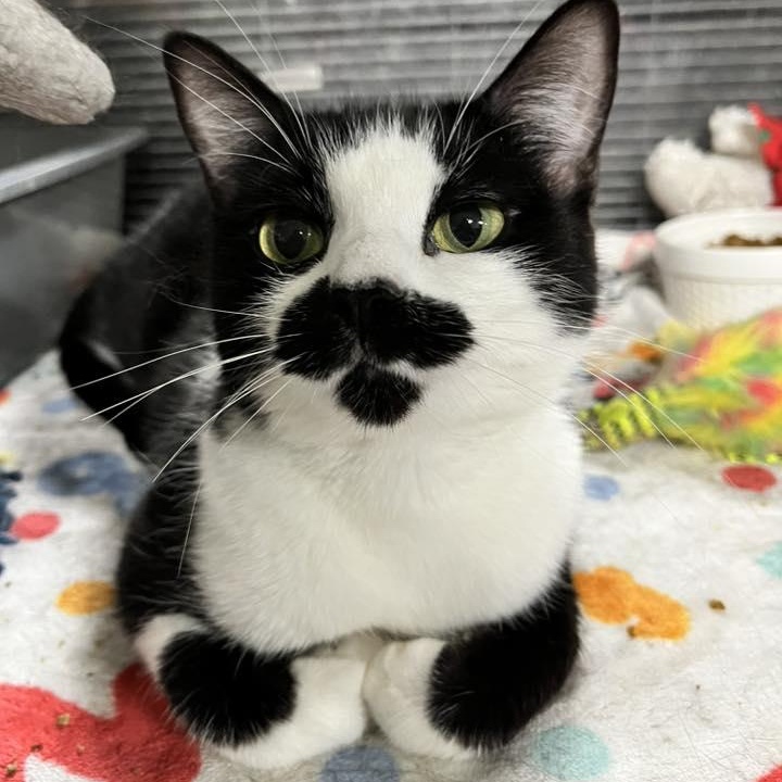 Enlarge BABY, an adopted Domestic Short Hair in Tillsonburg, ON image 1/3