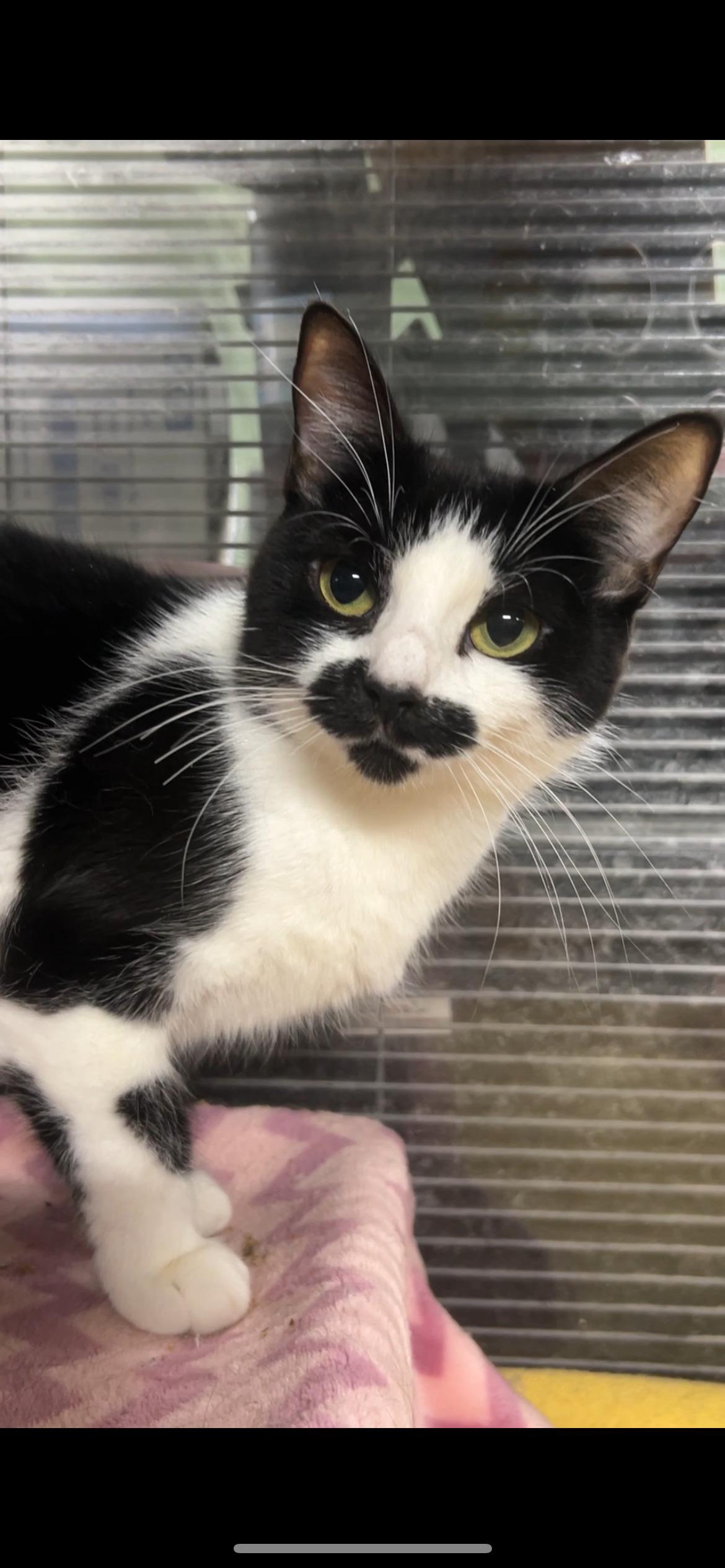 Enlarge BABY, a Adoptable Domestic Short Hair in Tillsonburg, ON image 1/2