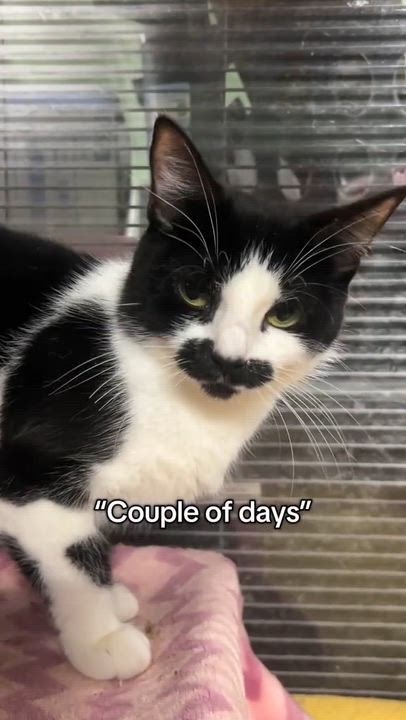 Enlarge BABY, a Adoptable Domestic Short Hair in Tillsonburg, ON video 2/2