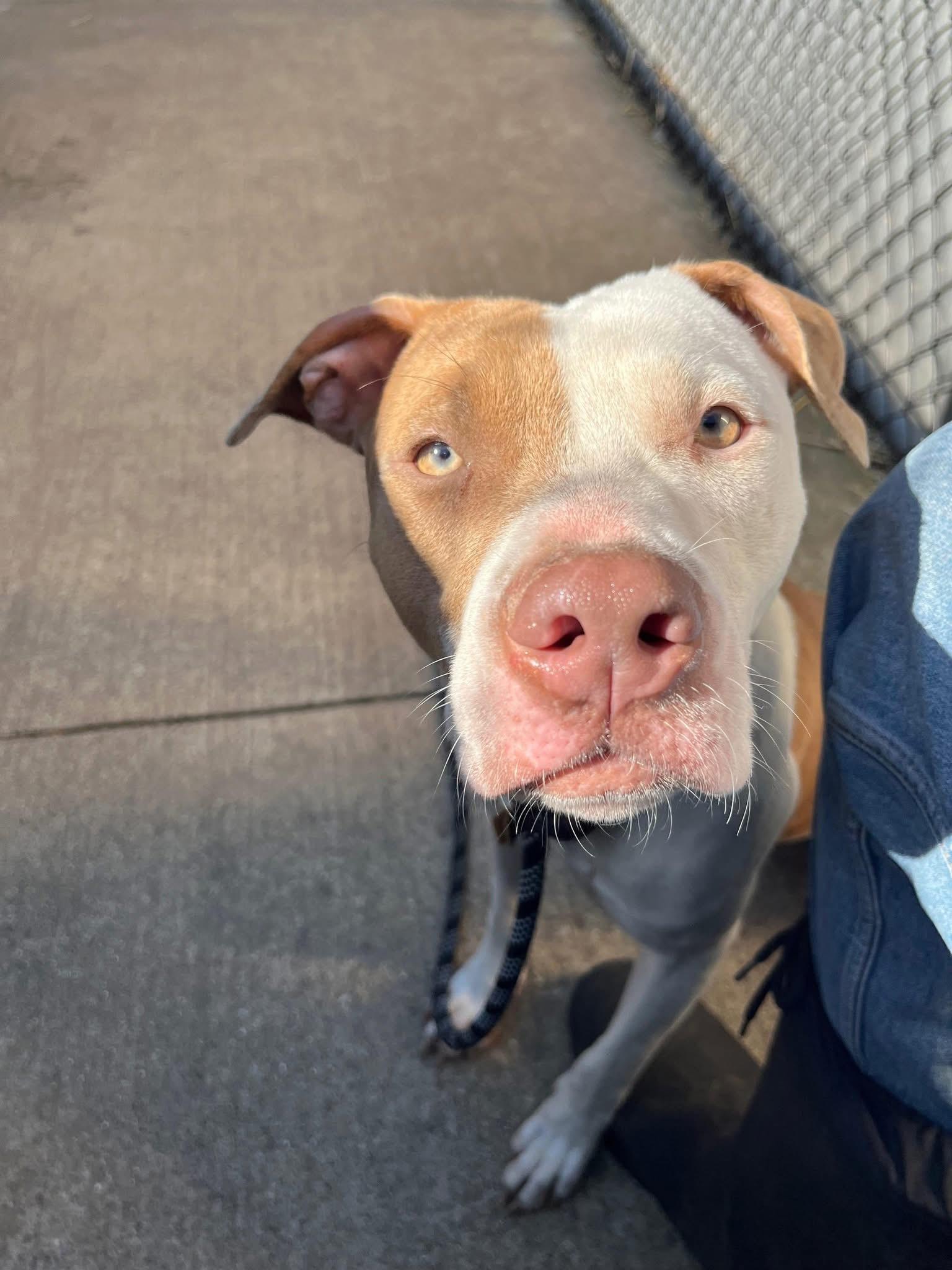 Enlarge Senorita, a ADOPTABLE Pit Bull Terrier in Chicago, IL image 4/5