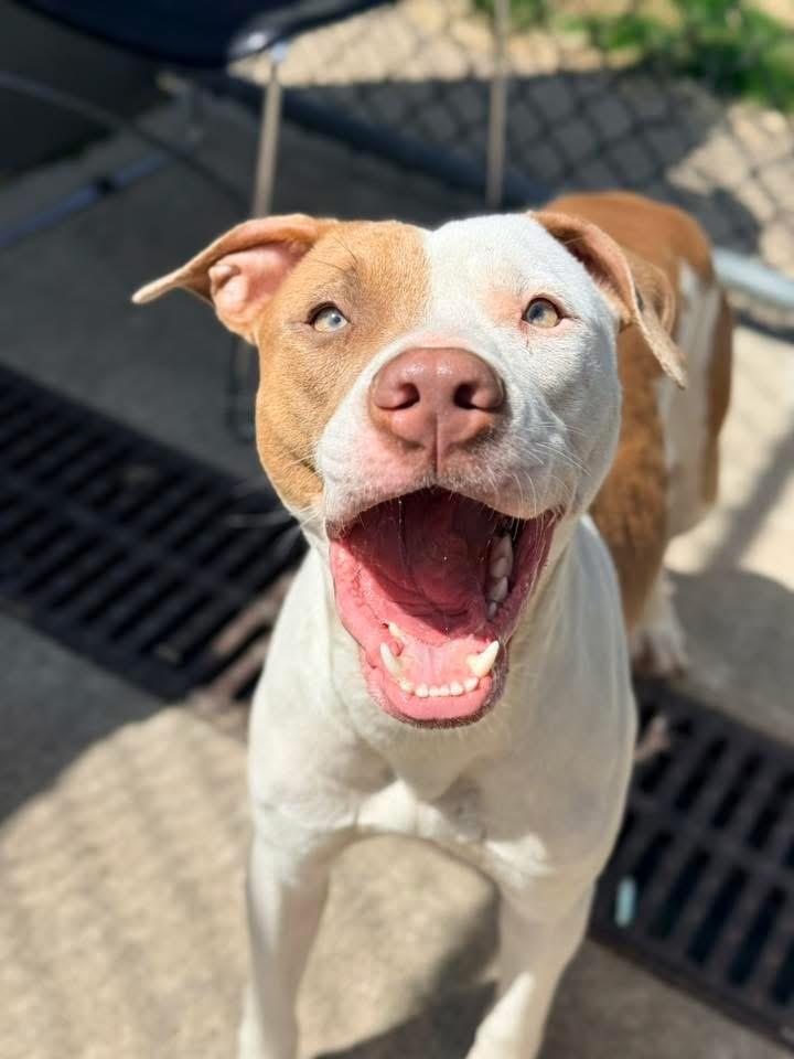 Enlarge Senorita, a ADOPTABLE Pit Bull Terrier in Chicago, IL image 1/5
