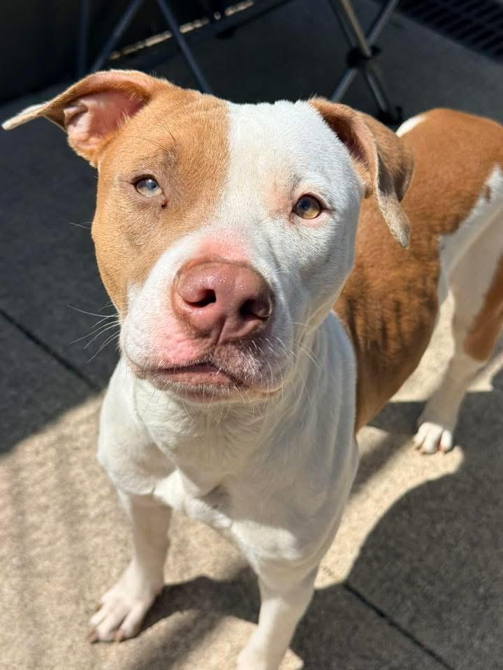 Enlarge Senorita, a ADOPTABLE Pit Bull Terrier in Chicago, IL image 2/5