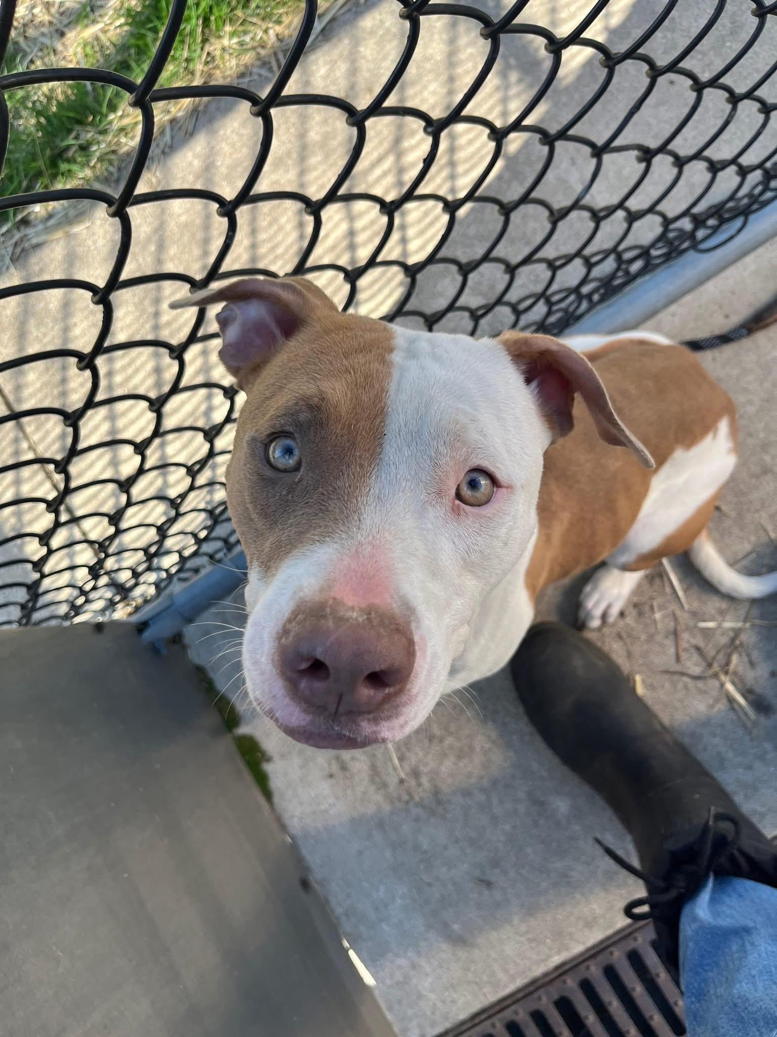 Enlarge Senorita, a ADOPTABLE Pit Bull Terrier in Chicago, IL image 3/5