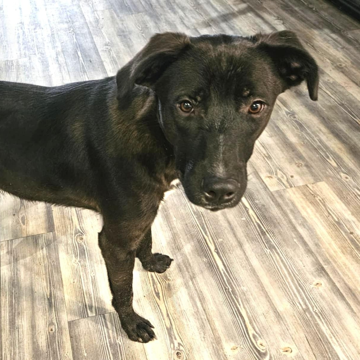 Ash, a Adoptable mixed breed in Seattle, WA image 2/5