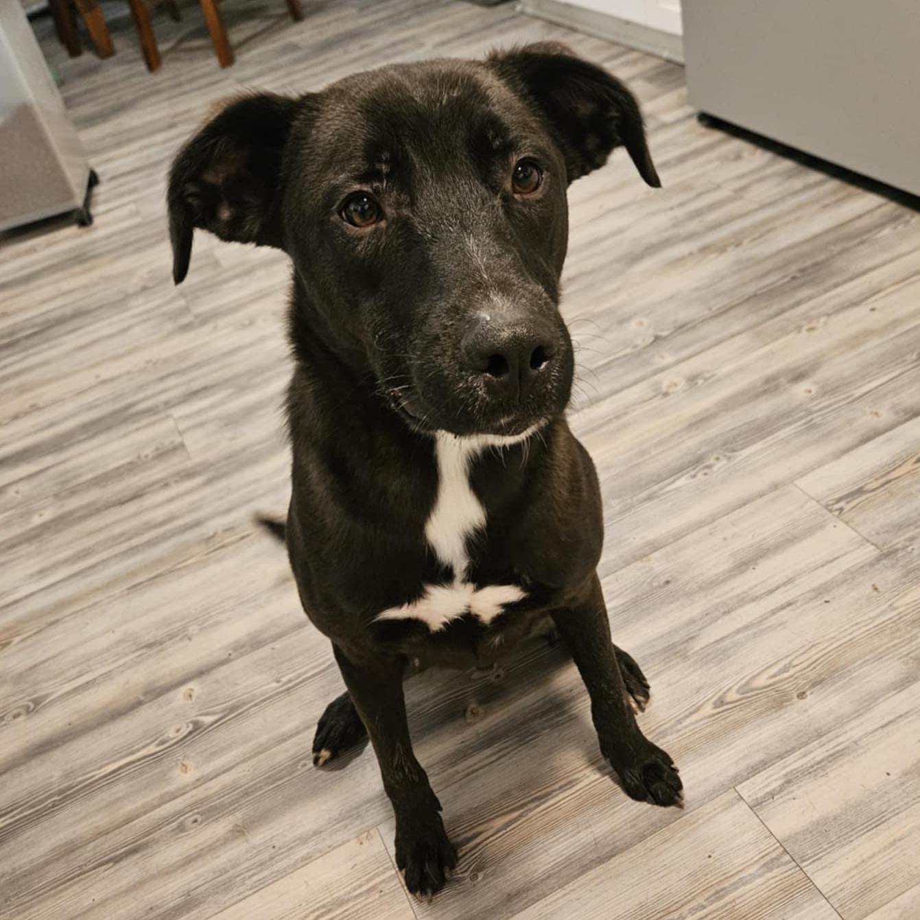 Ash, a Adoptable mixed breed in Seattle, WA image 4/5