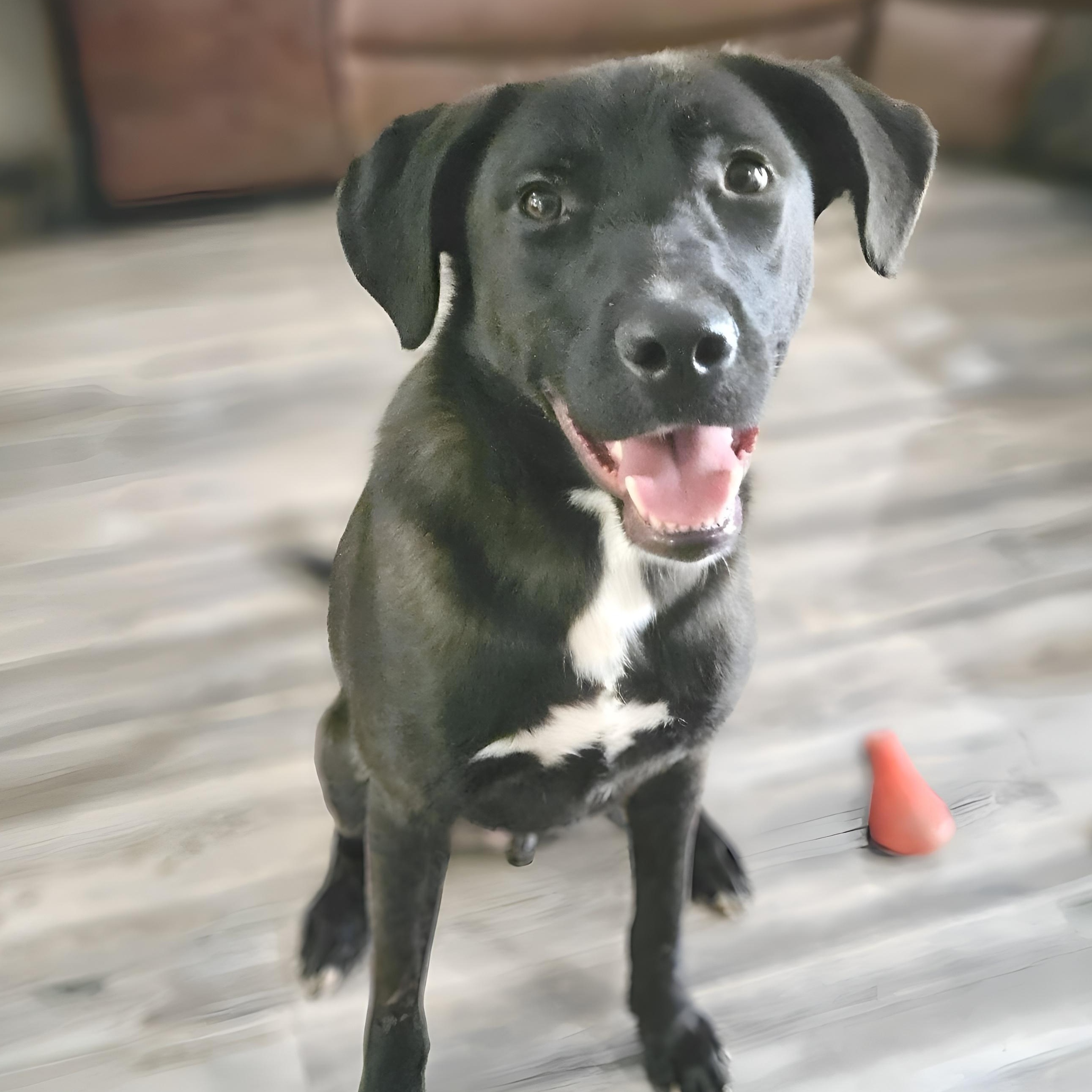 Ash, a Adoptable mixed breed in Seattle, WA image 1/5