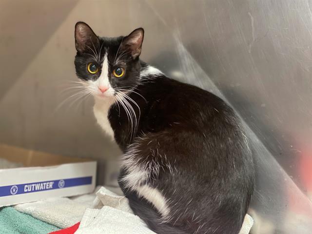 Enlarge SPICE, a Adoptable Domestic Short Hair in Fort Wayne, IN image 1/1