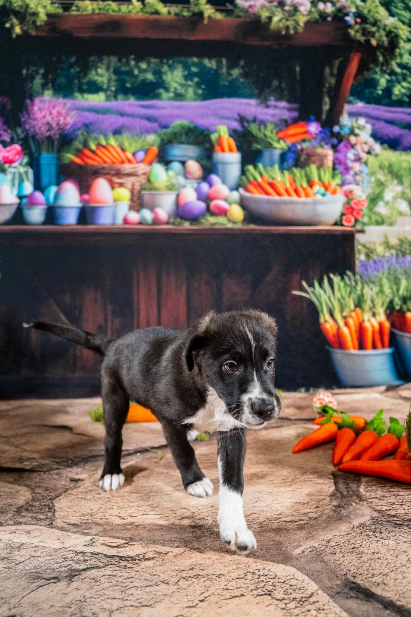 Zion, a ADOPTABLE mixed breed in Dellslow, WV image 2/5