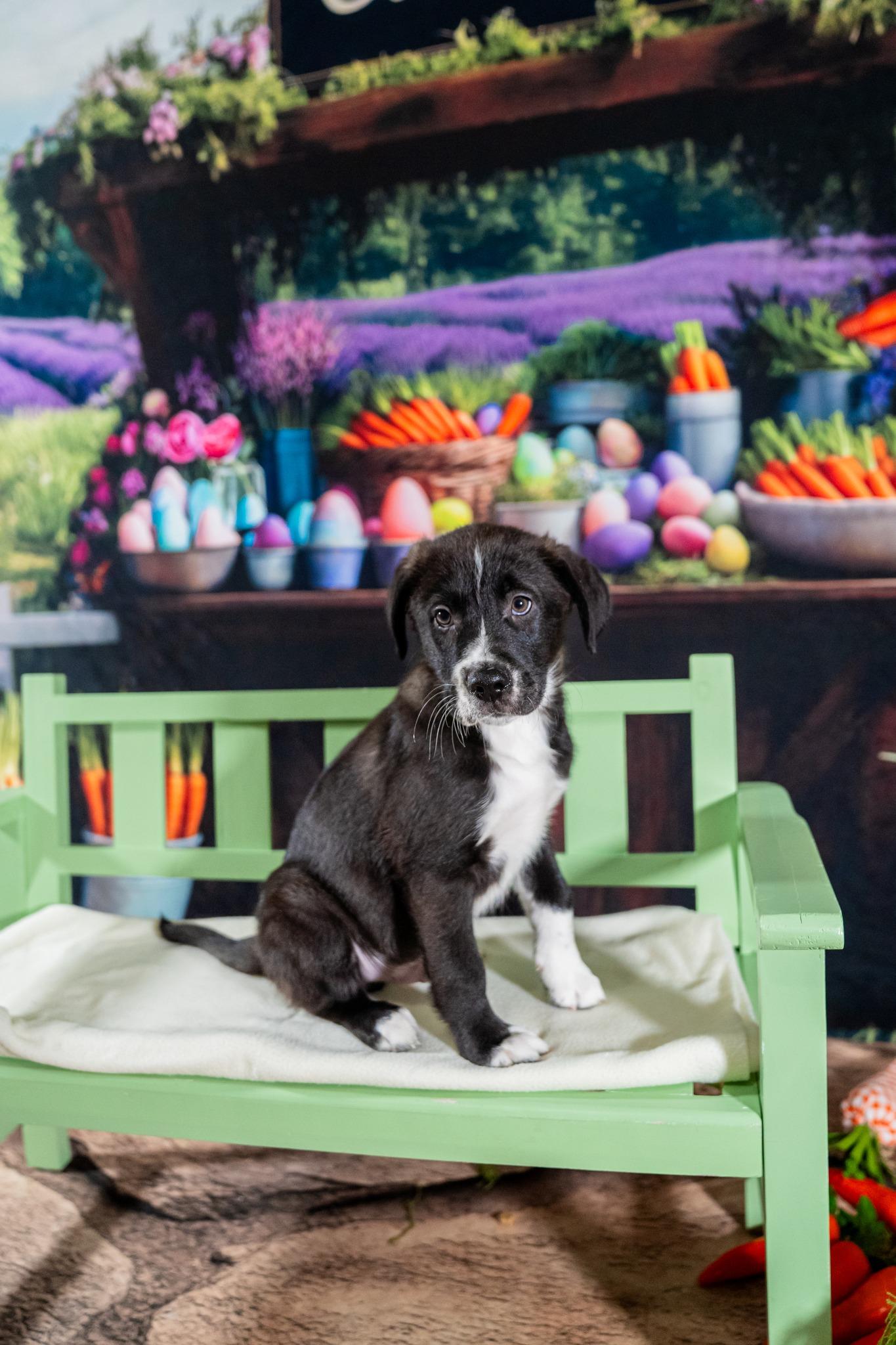 Zion, a ADOPTABLE mixed breed in Dellslow, WV image 5/5