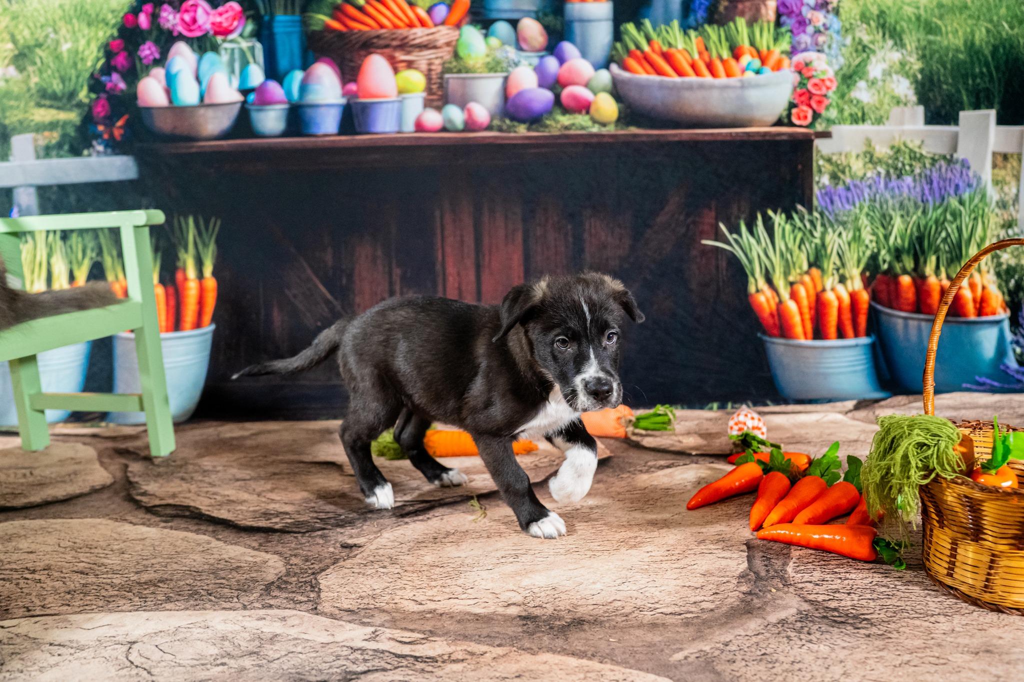 Zion, a ADOPTABLE mixed breed in Dellslow, WV image 4/5