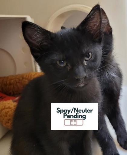 Espresso, Adoptable, Kitten Male Domestic Short Hair & Domestic Short Hair.