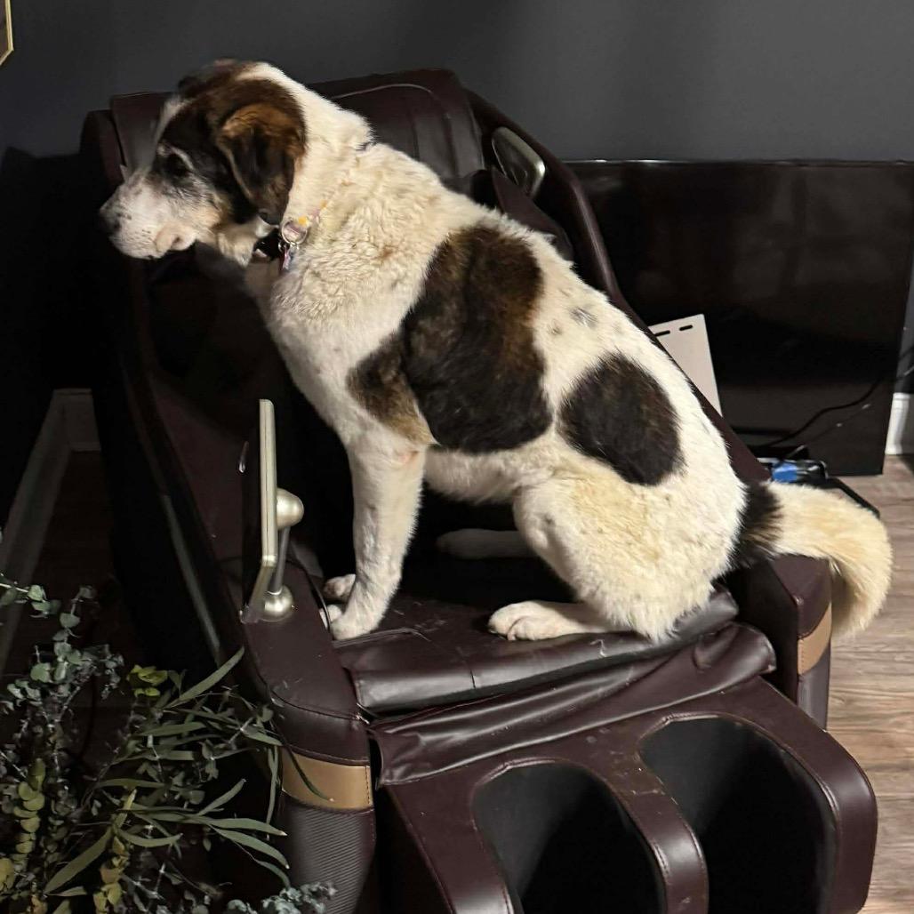 Ida, Adoptable, Senior Female Coonhound.