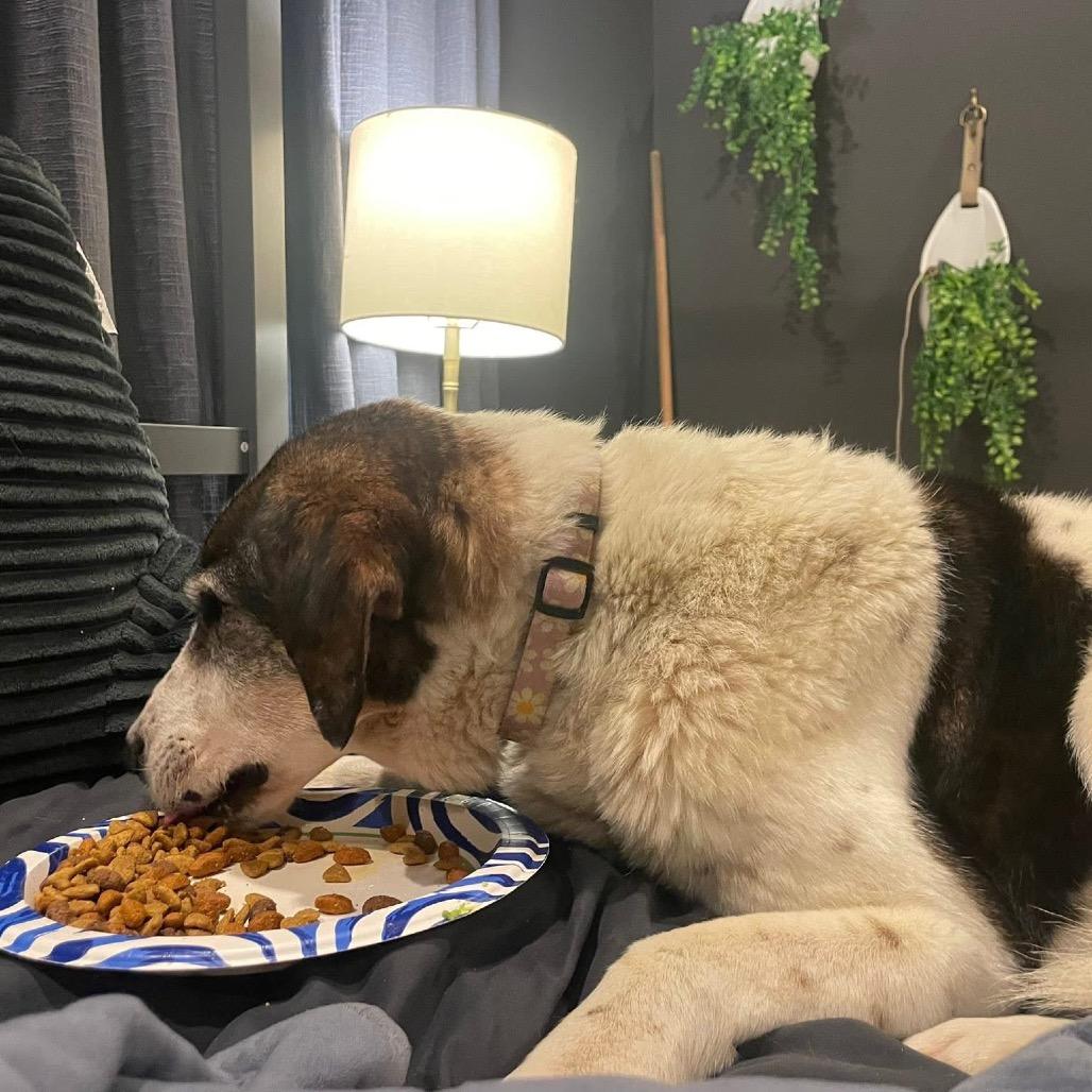 Enlarge Ida, a Adoptable Coonhound in Gulfport, MS image 3/5