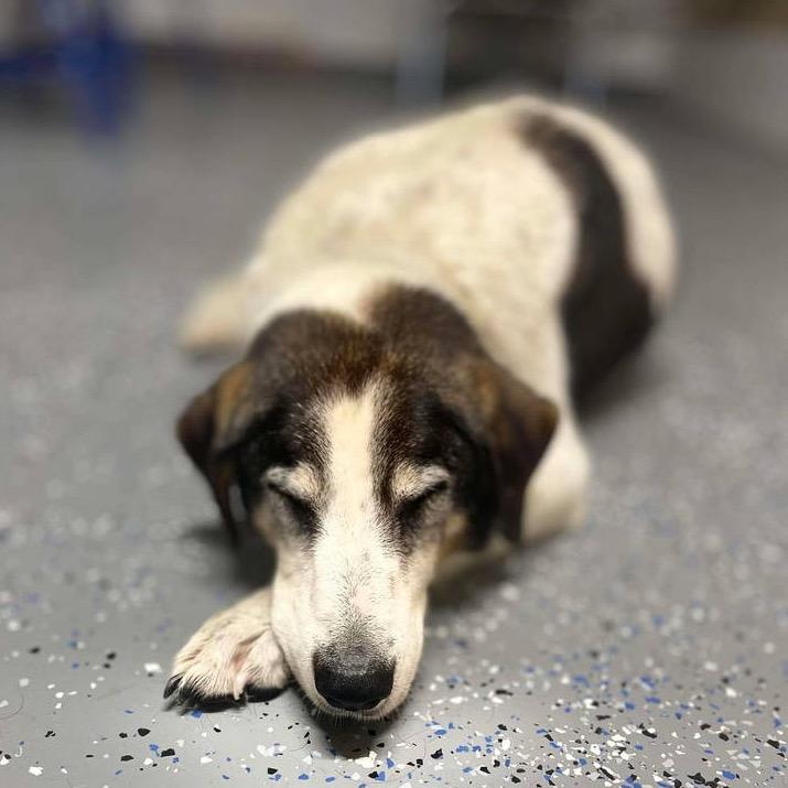 Enlarge Ida, a Adoptable Coonhound in Gulfport, MS image 4/5