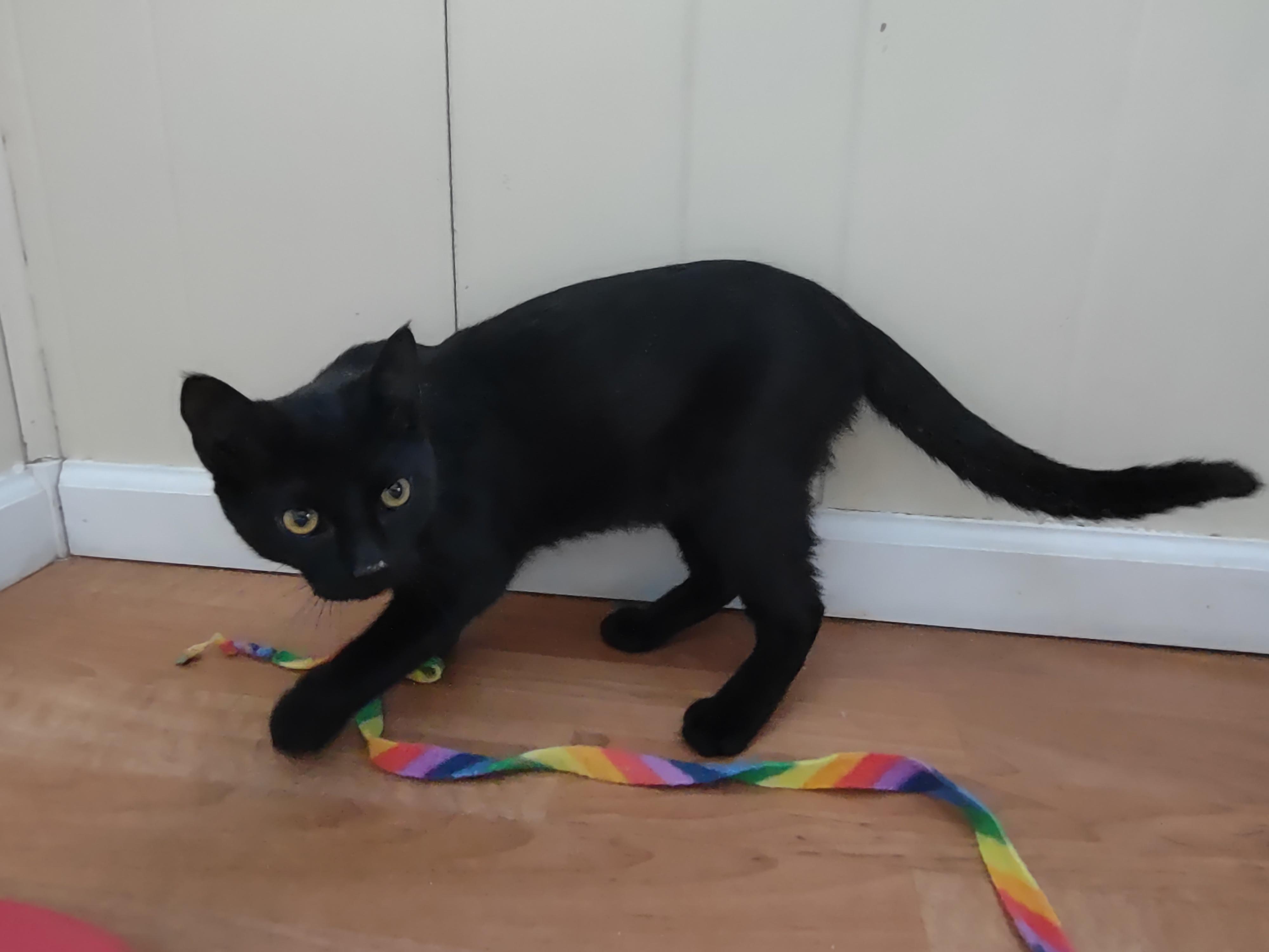 Jake Mews thumbnail 2