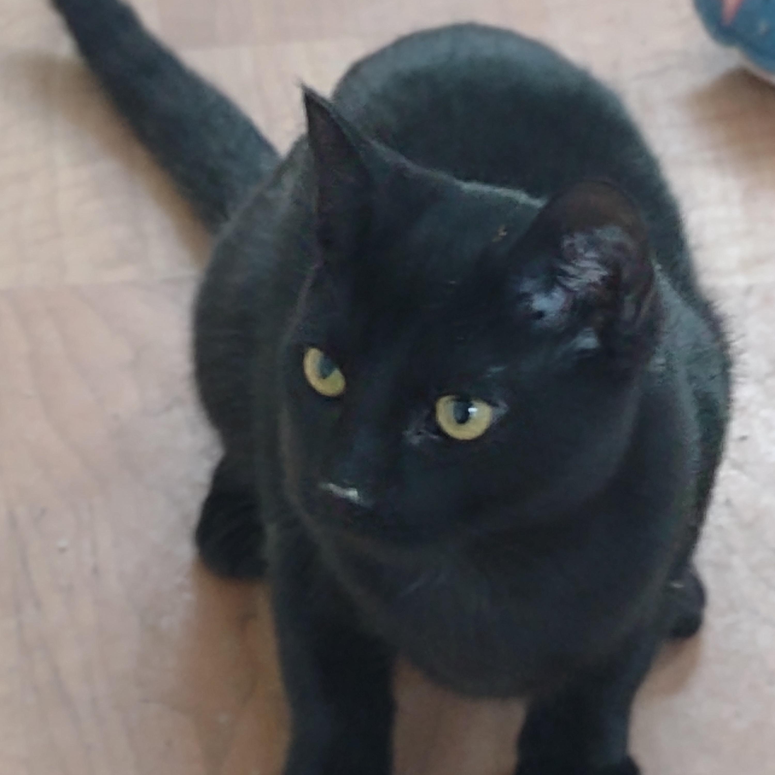 Jake Mews, a ADOPTABLE mixed breed in Montour Falls, NY image 1/5