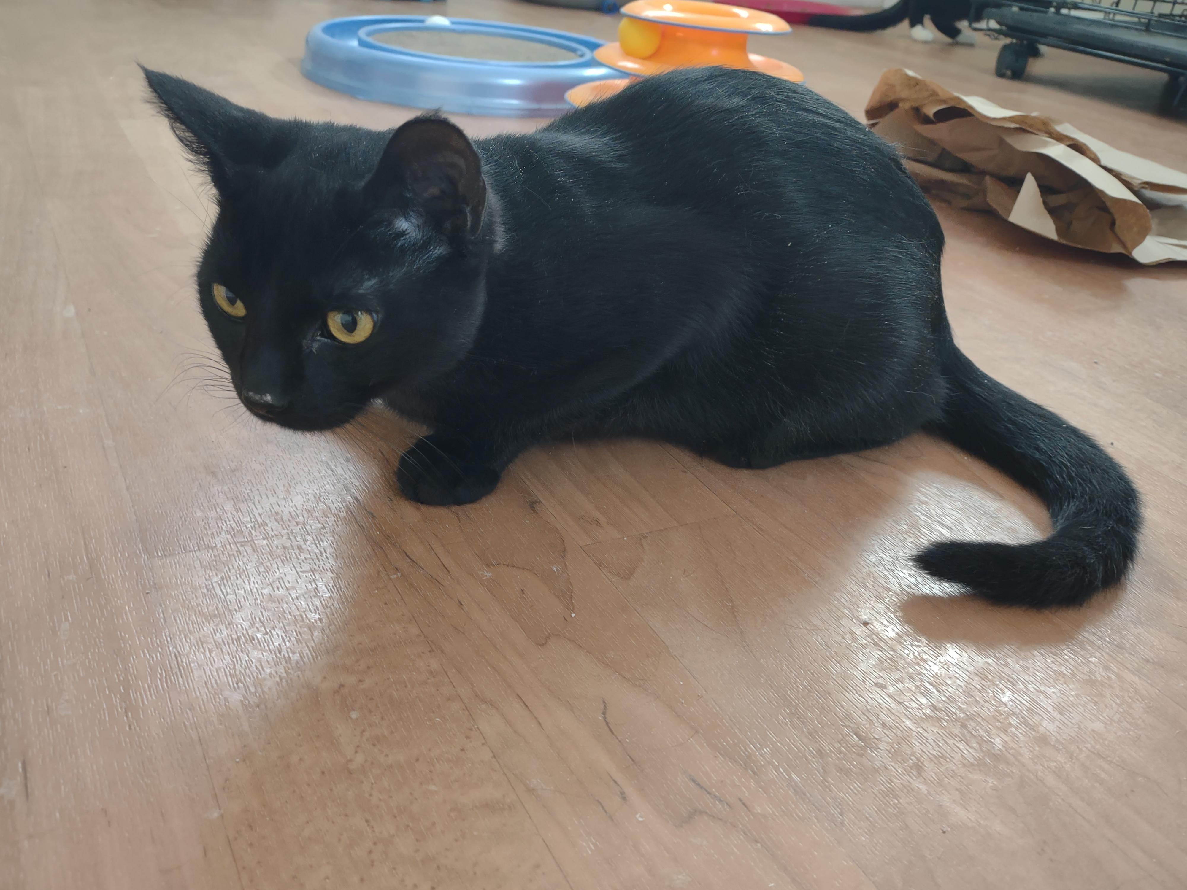 Jake Mews, a ADOPTABLE mixed breed in Montour Falls, NY image 5/5