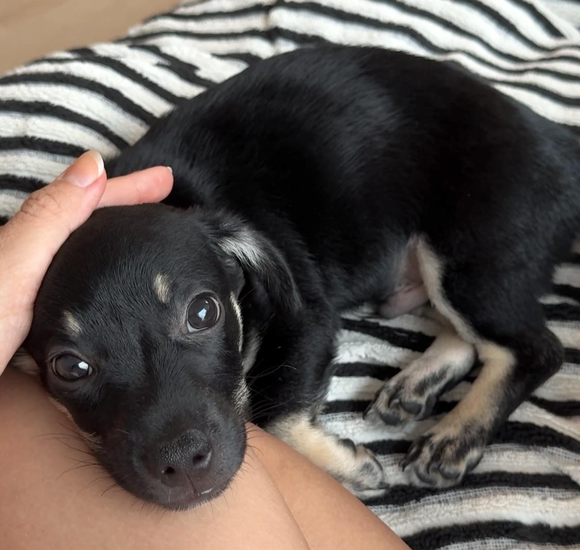 Maui, a ADOPTABLE mixed breed in Brooklyn, NY image 3/6