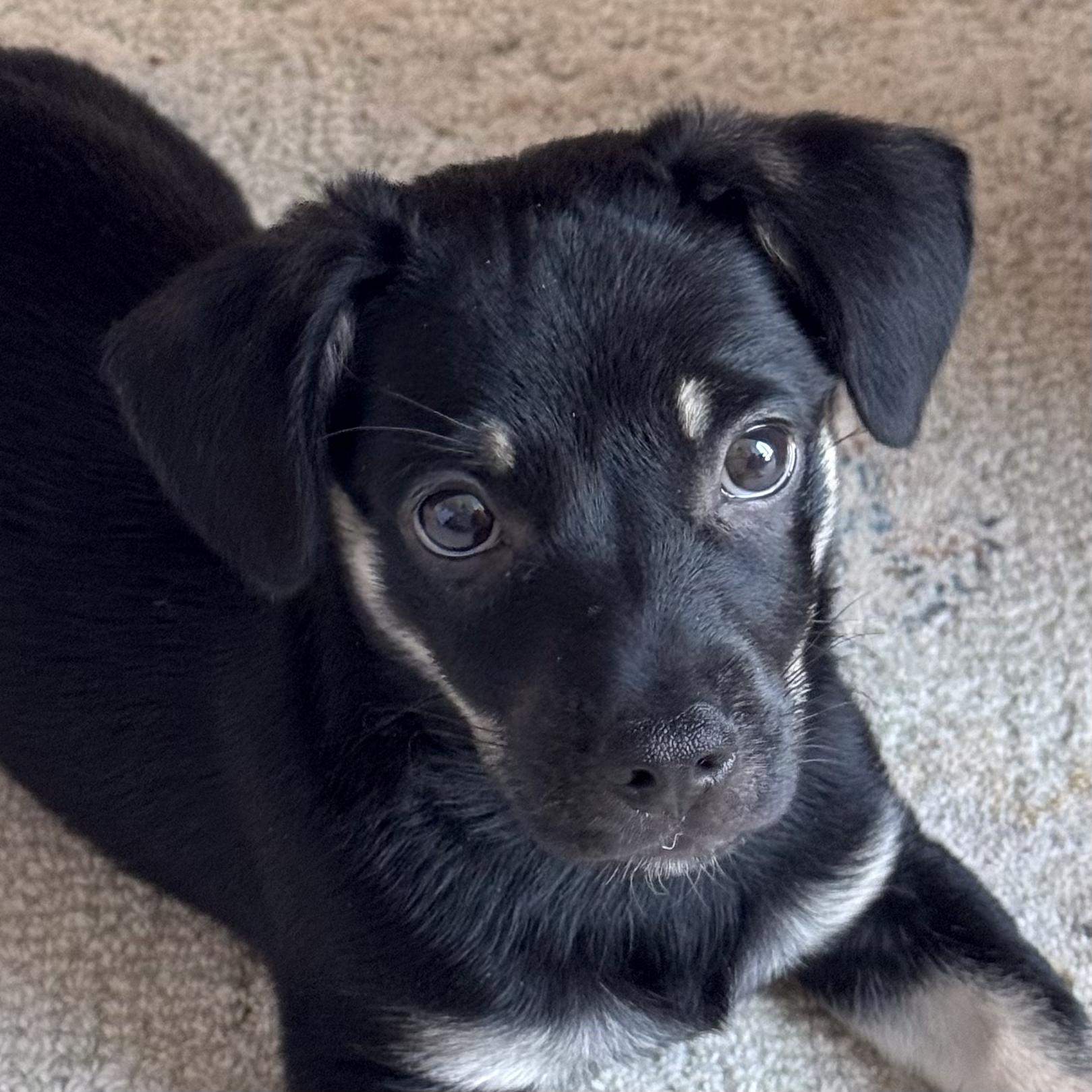 Maui, ADOPTABLE, Puppy Male Chihuahua.