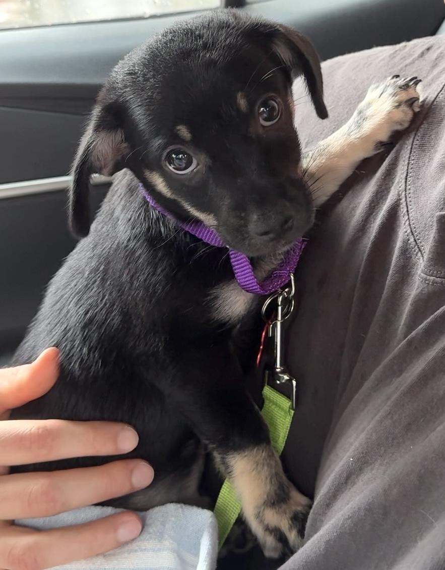 Maui, a ADOPTABLE mixed breed in Brooklyn, NY image 6/6