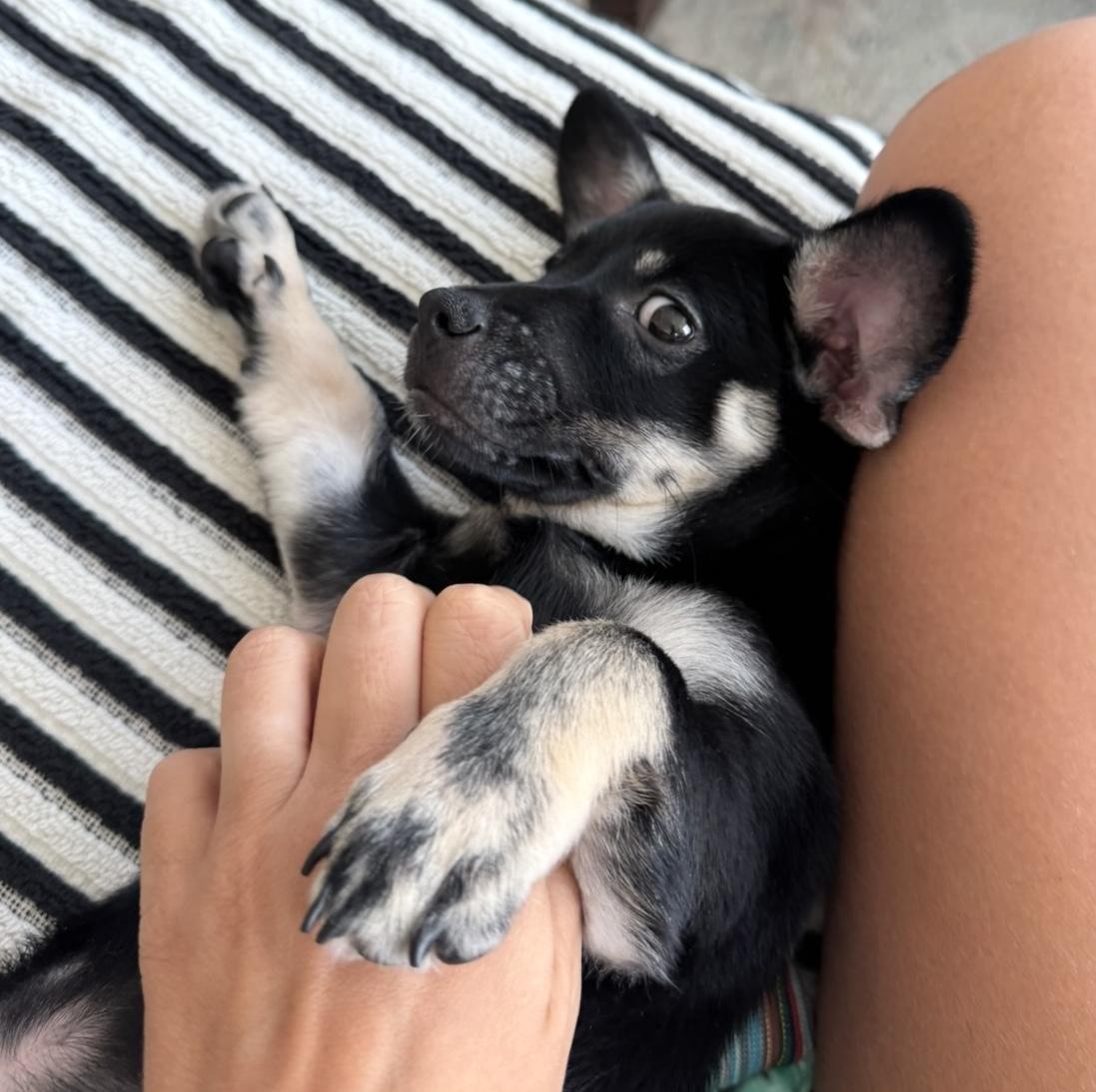 Maui, a ADOPTABLE mixed breed in Brooklyn, NY image 2/6