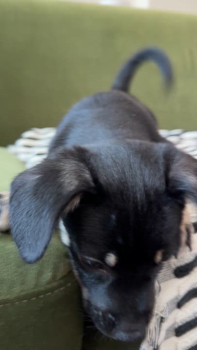 Enlarge Maui, a ADOPTABLE mixed breed in Brooklyn, NY video 4/6