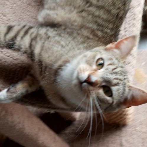 Lily, Adoptable, Adult Female Domestic Short Hair.