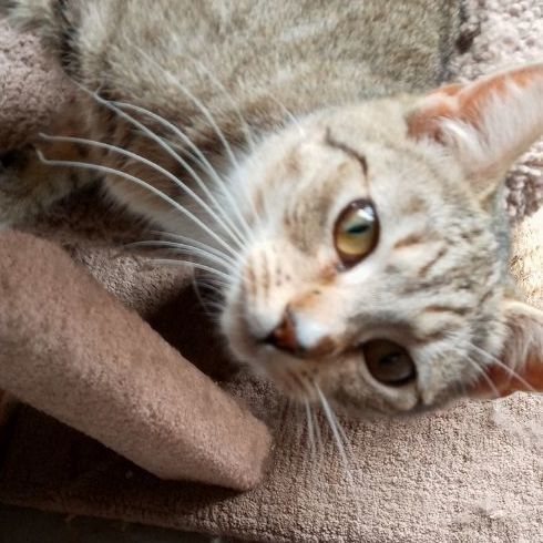 Enlarge Lily, a Adoptable Domestic Short Hair in Laurelville, OH image 2/6