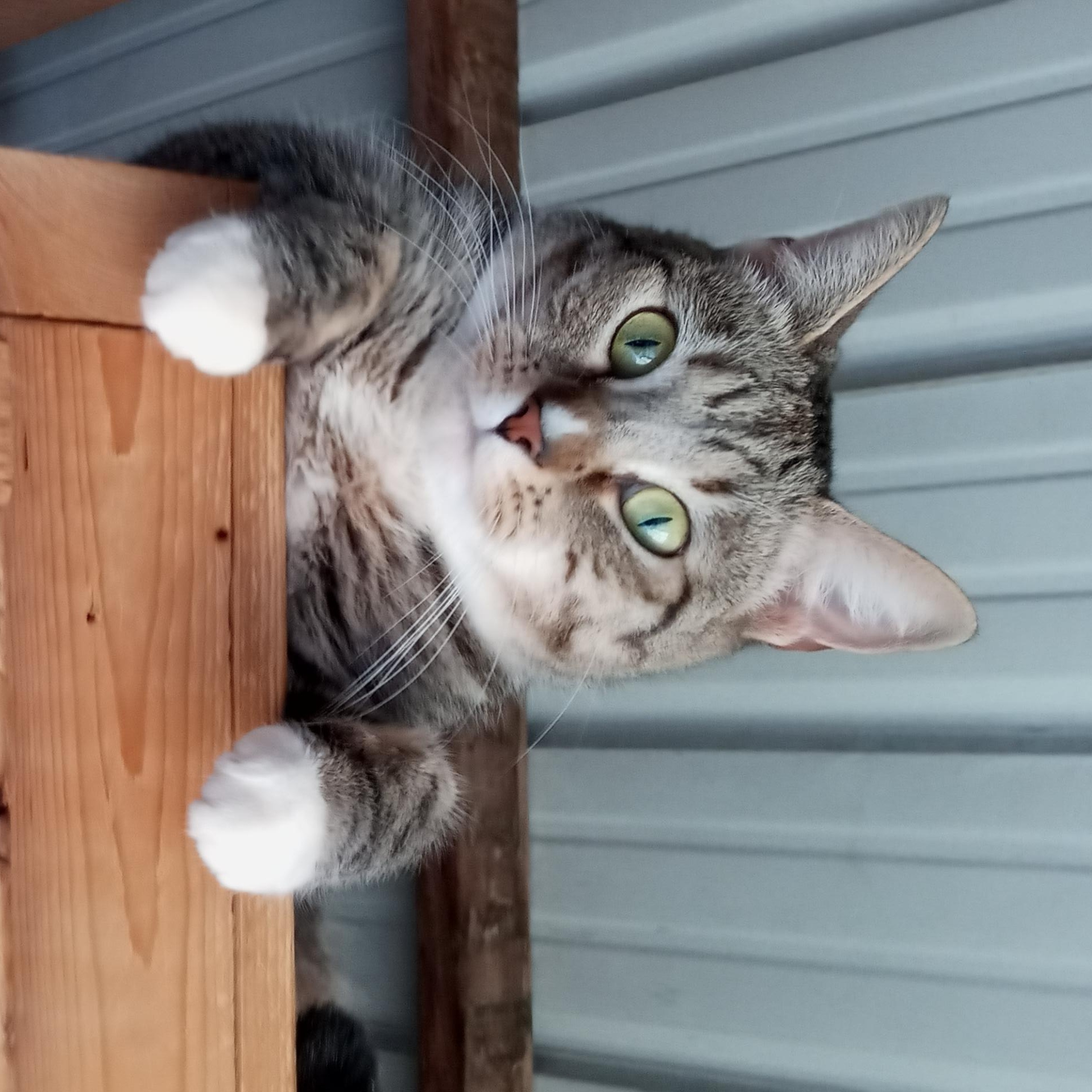 Lily, Adoptable, Adult Female Domestic Short Hair.