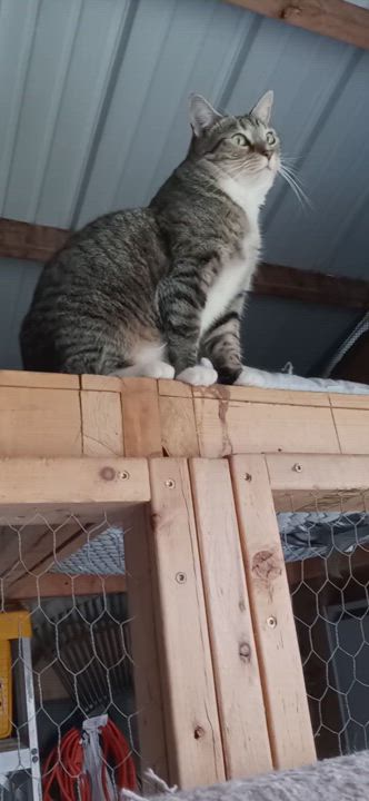 Enlarge Lily, a Adoptable Domestic Short Hair in Laurelville, OH video 6/6