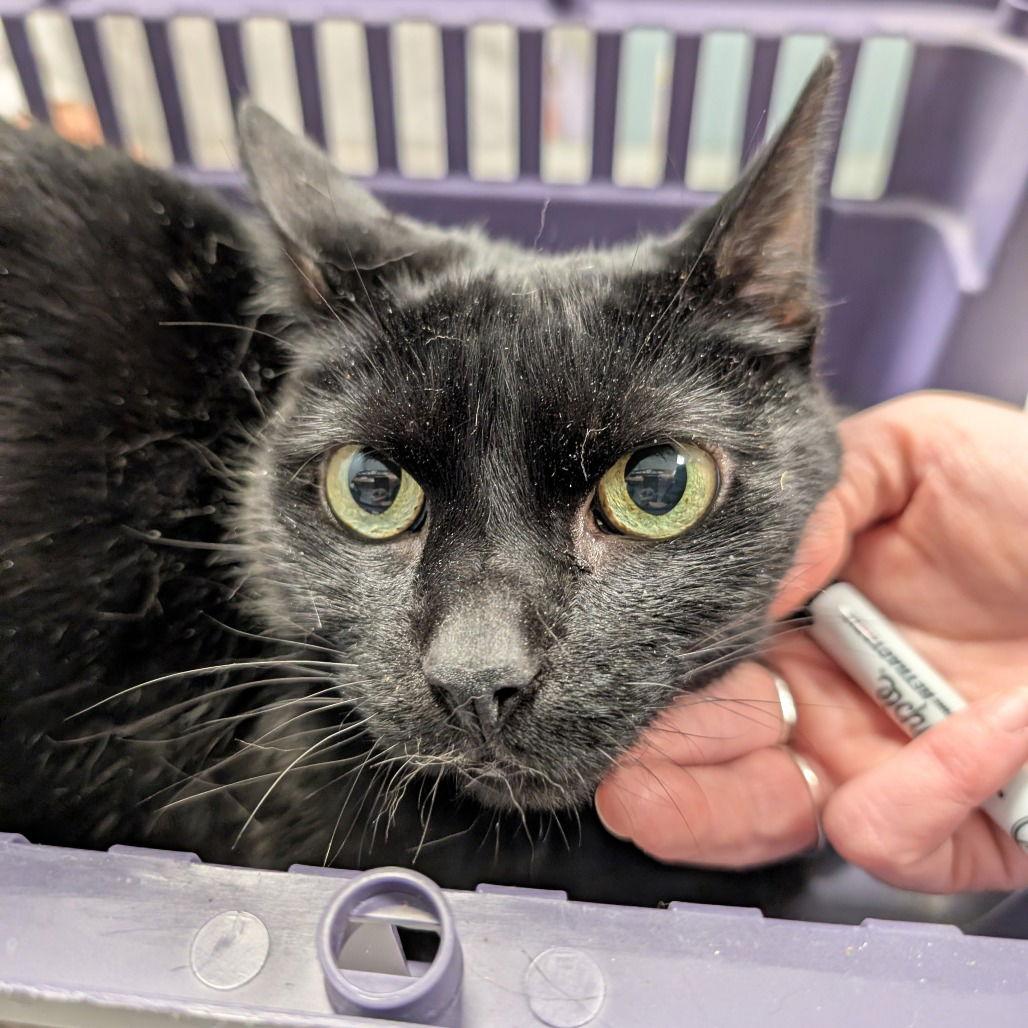 Enlarge Tiffany, a Adoptable Domestic Short Hair in New Castle, DE image 1/1