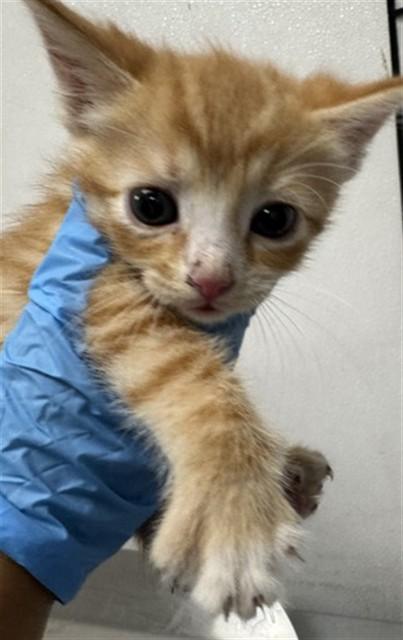 MALCOLM, Adoptable, Young Male Domestic Short Hair.