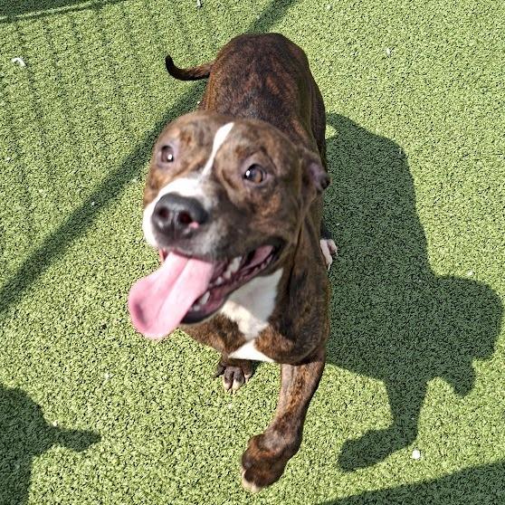 Quinton, a Adoptable Pit Bull Terrier in Hannibal, MO image 2/3