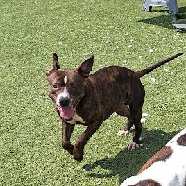 Quinton, a Adoptable Pit Bull Terrier in Hannibal, MO image 3/3