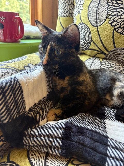 Simba C4699, a Adopted Domestic Short Hair in minneapolis, MN image 1/2