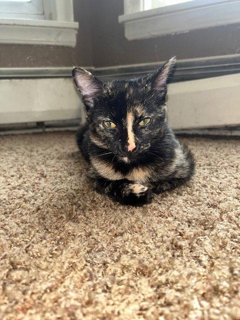 Simba C4699, a Adopted Domestic Short Hair in minneapolis, MN image 2/2