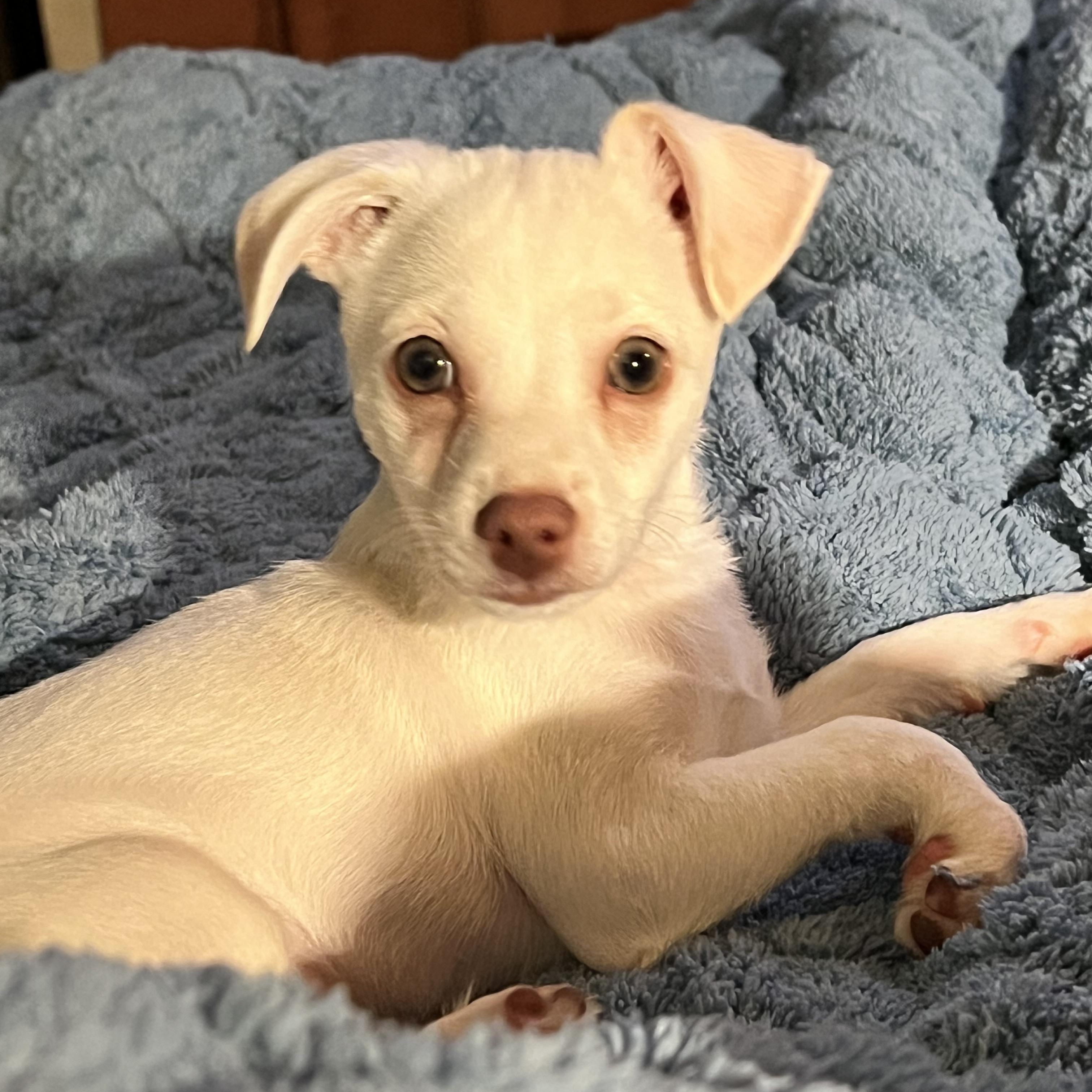 Enlarge Wyatt, a ADOPTABLE Chihuahua in PITTSBURGH, PA image 1/4