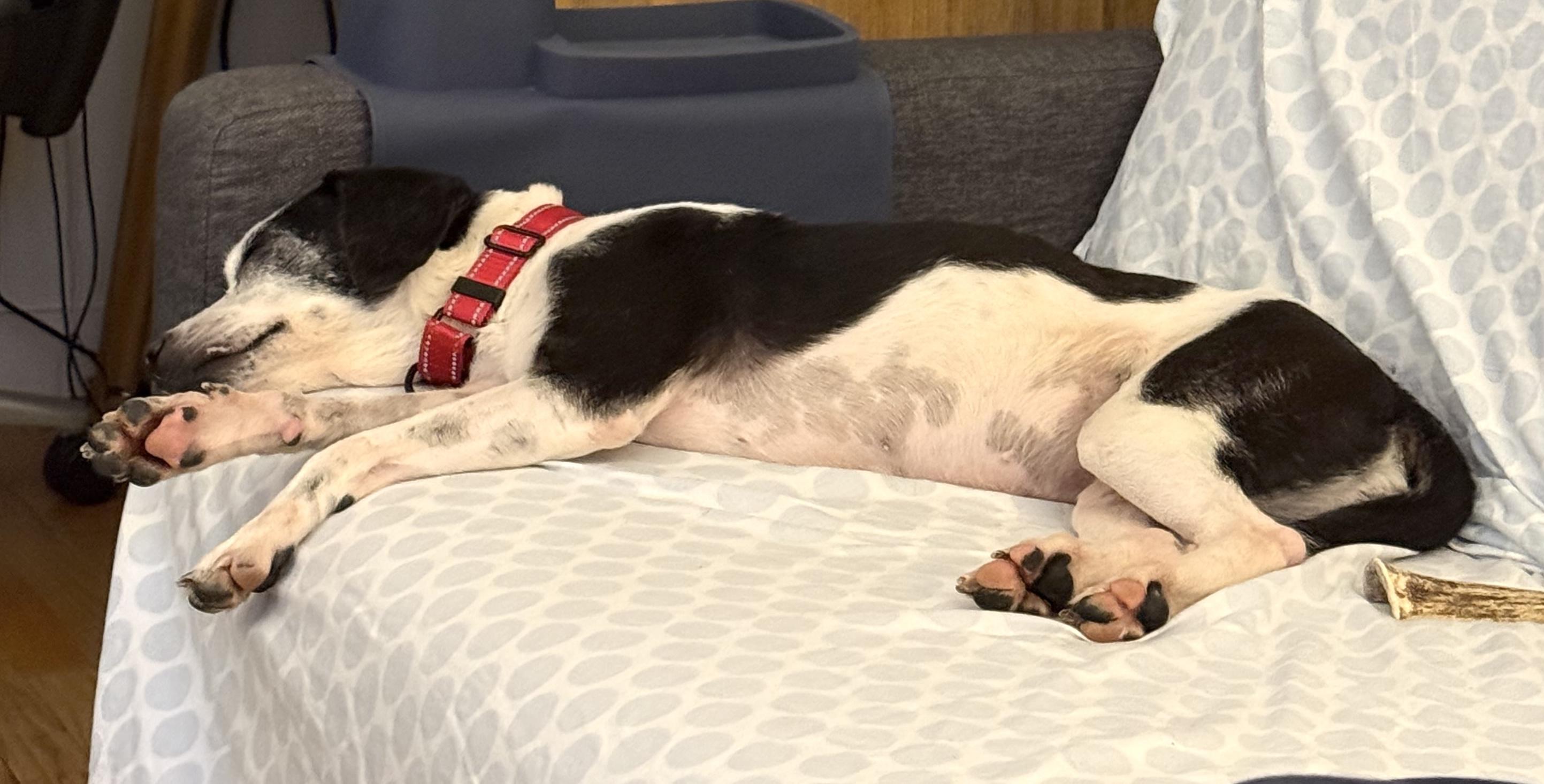 Enlarge Dorothy, a ADOPTABLE mixed breed in Brooklyn, NY image 6/6