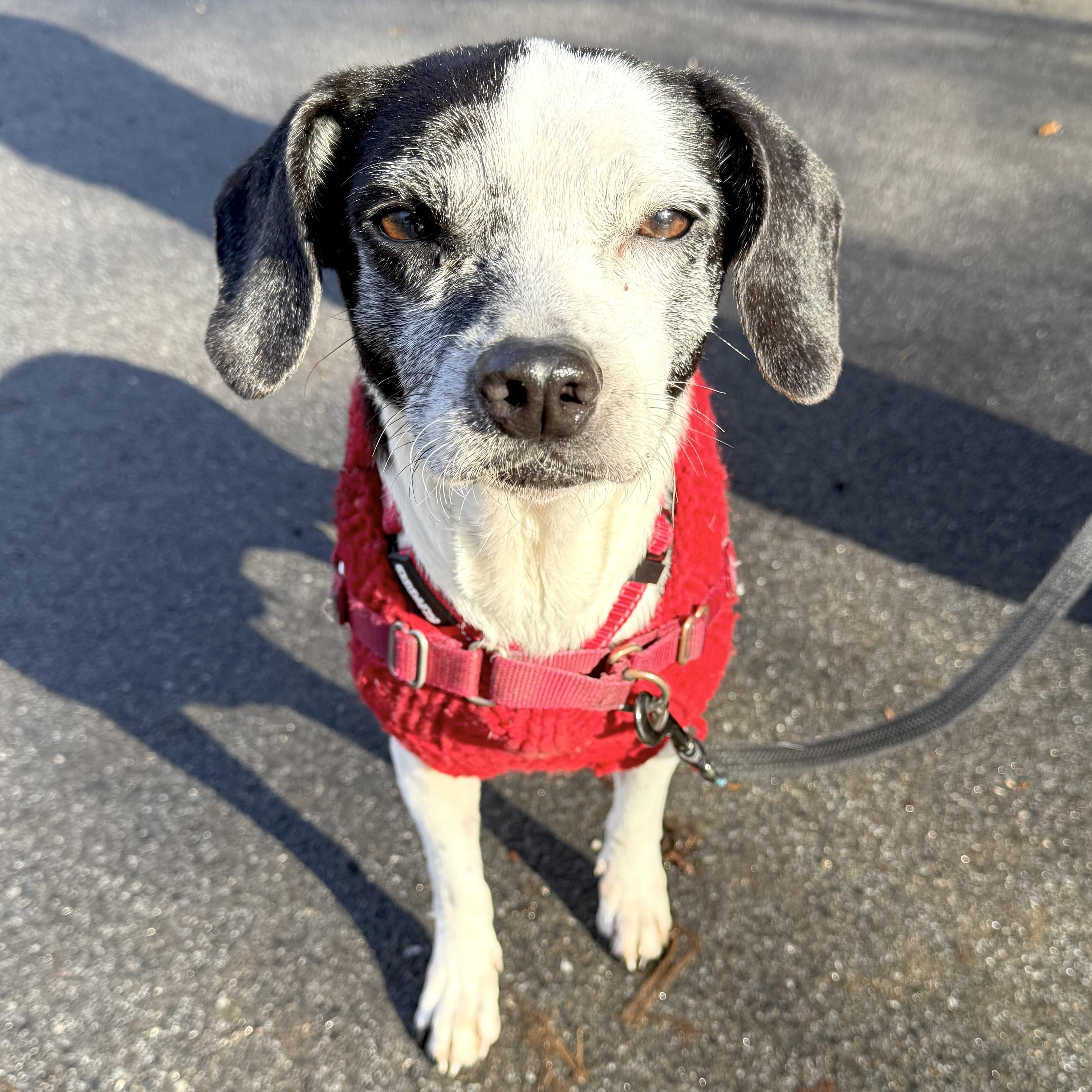 Enlarge Dorothy, a ADOPTABLE mixed breed in Brooklyn, NY image 4/6