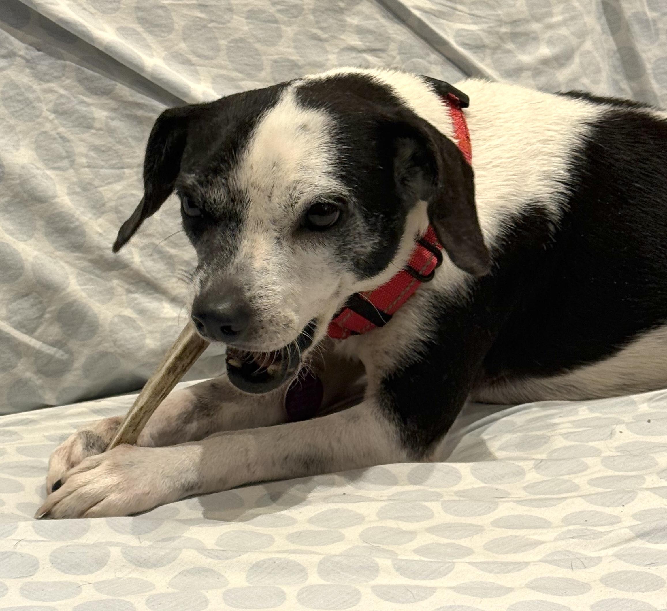 Enlarge Dorothy, a ADOPTABLE mixed breed in Brooklyn, NY image 5/6