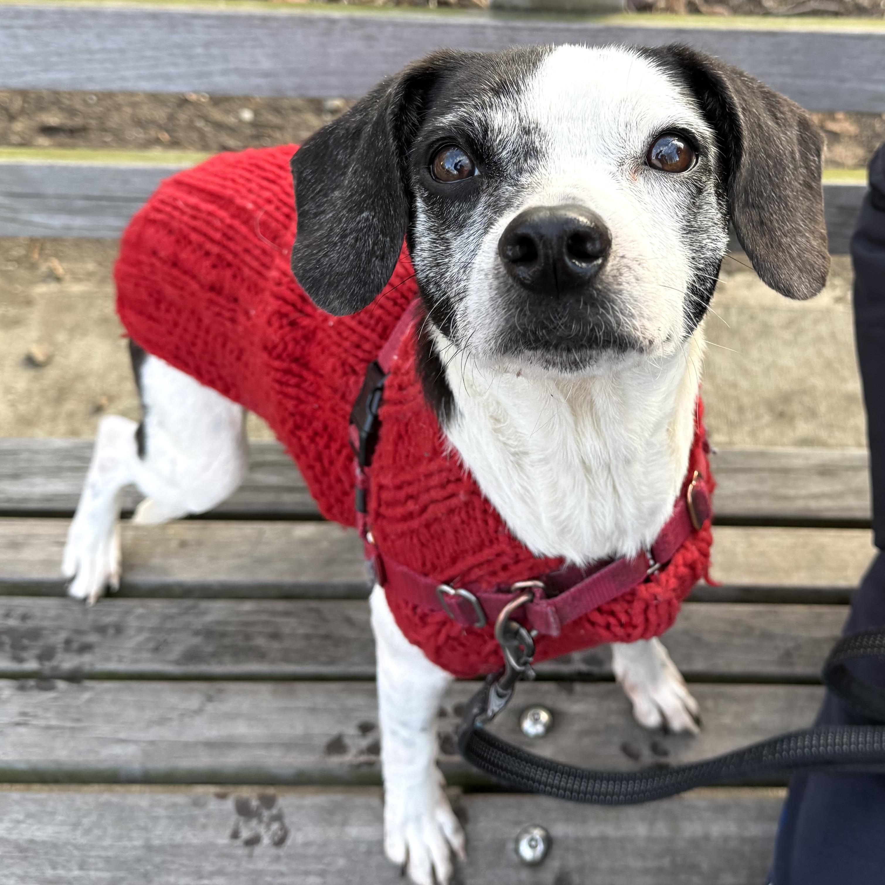 Dorothy, ADOPTABLE, Senior Female Beagle & Chihuahua.