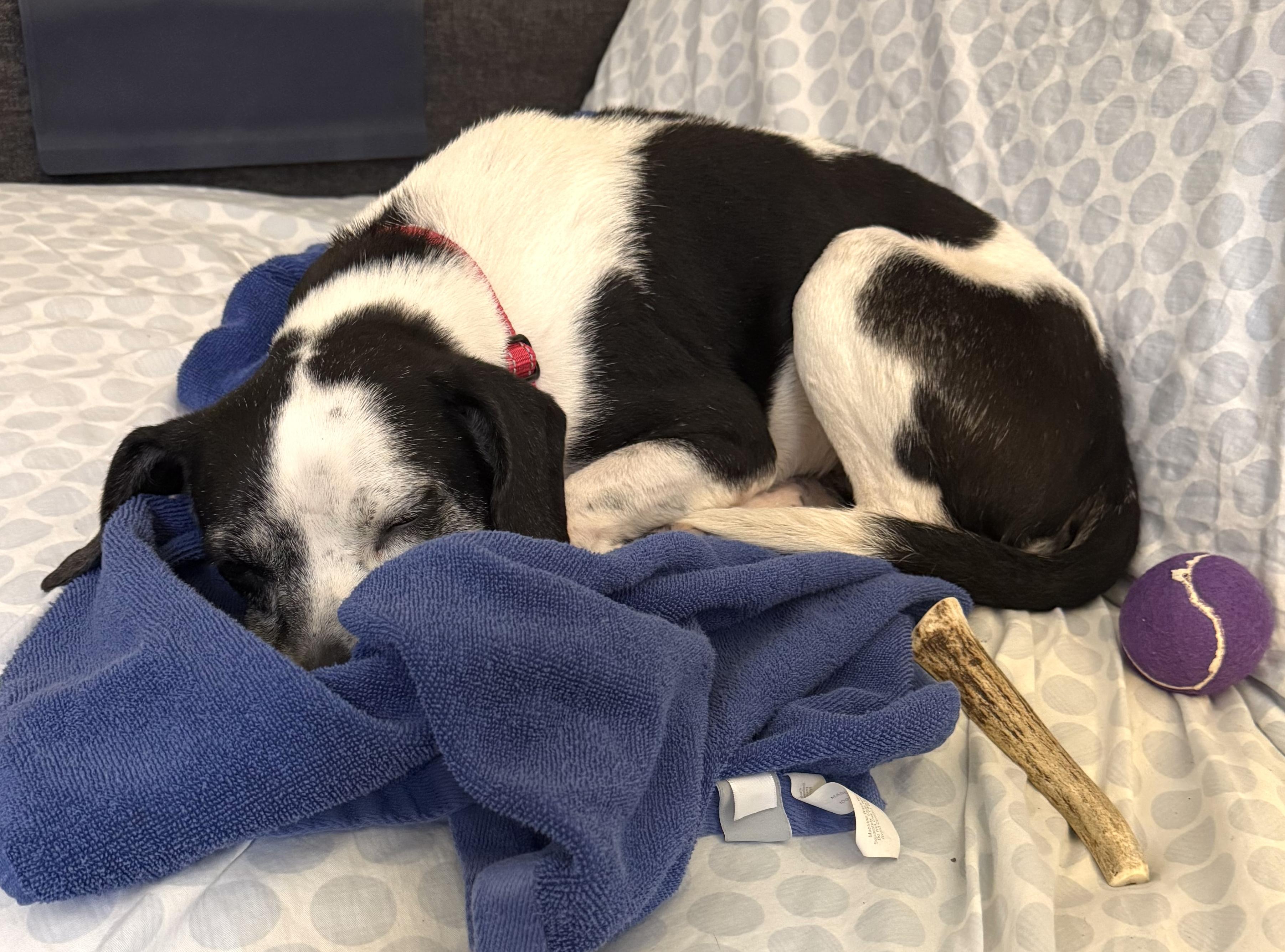 Enlarge Dorothy, a ADOPTABLE mixed breed in Brooklyn, NY image 3/6