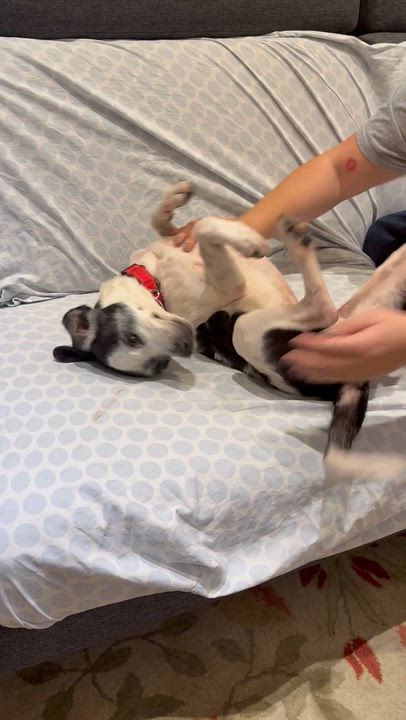 Enlarge Dorothy, a ADOPTABLE mixed breed in Brooklyn, NY video 2/6