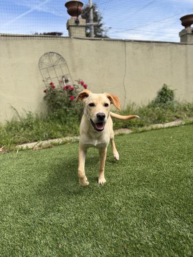 Penelope, Adoptable, Young Female Labrador Retriever & Mixed Breed.