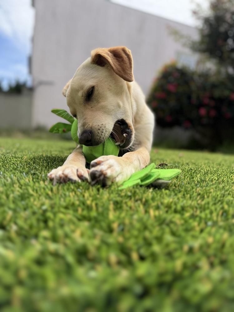 Enlarge Penelope, a Adoptable mixed breed in Pacifica, CA image 2/4