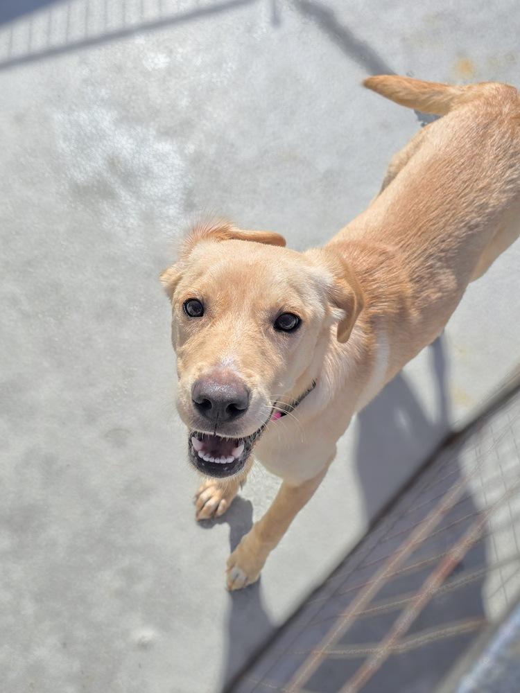 Enlarge Penelope, a Adoptable mixed breed in Pacifica, CA image 1/1