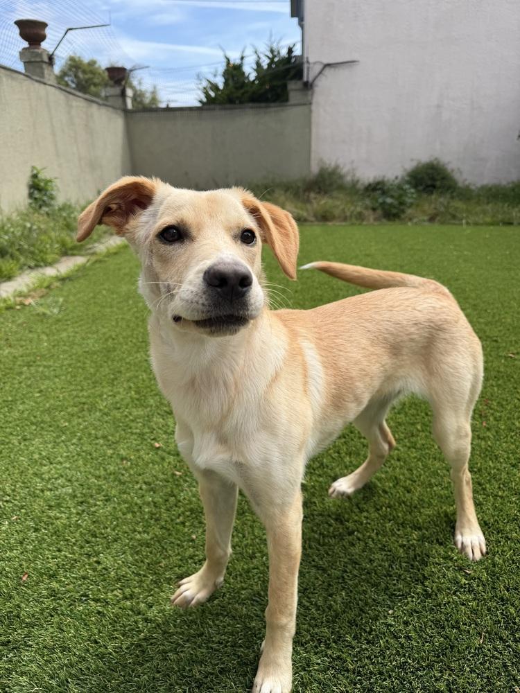 Enlarge Penelope, a Adoptable mixed breed in Pacifica, CA image 4/4