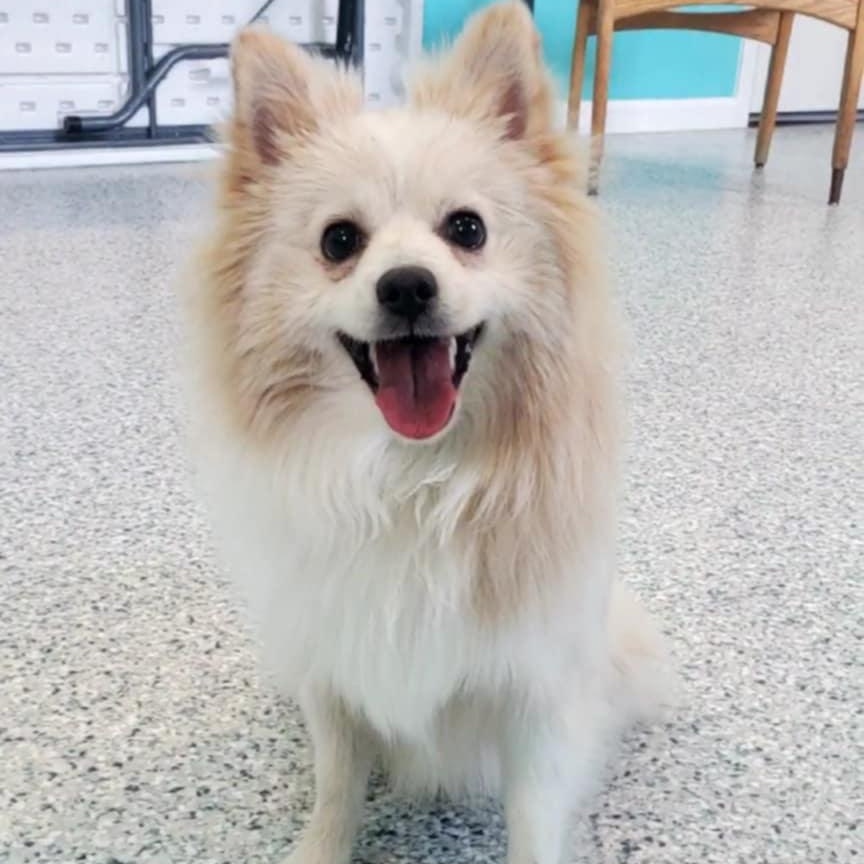 Enlarge Dean, a ADOPTABLE mixed breed in Hutchinson, MN image 3/6