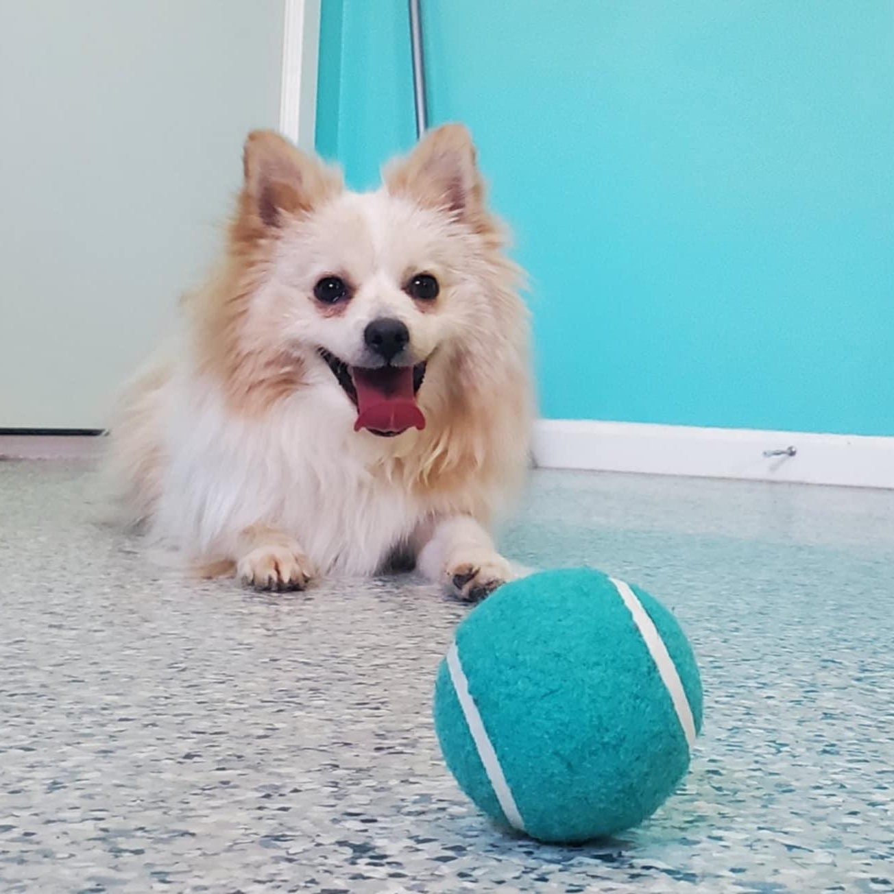 Enlarge Dean, a ADOPTABLE mixed breed in Hutchinson, MN image 1/6