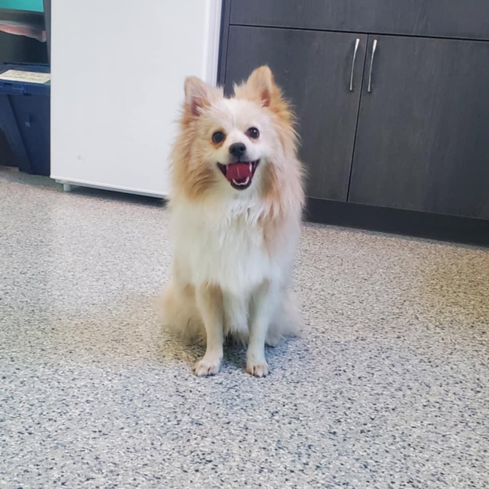 Enlarge Dean, a ADOPTABLE mixed breed in Hutchinson, MN image 4/6